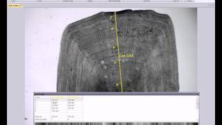 Image pro insite fish scale measurement