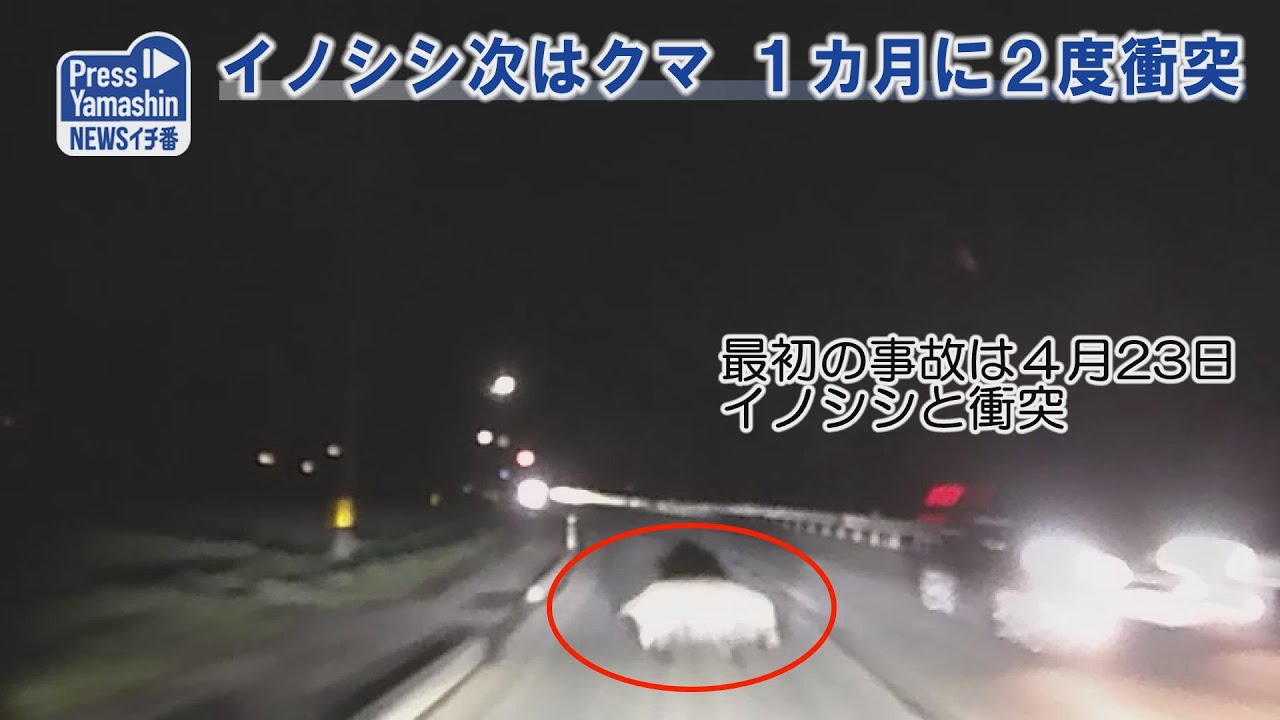 イノシシ次はクマ １カ月に２度衝突 長井市伊佐沢地区 Youtube