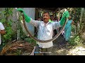 Snake man of Golaghat , Snake man of Prasanna dip Bordoloi.