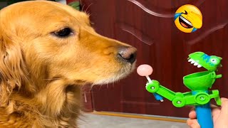 Funny Cats and Dogs Videos 😹🐶 Funniest Animals 😂 Part 5 by  Army Animals 3,449 views 4 weeks ago 3 minutes, 2 seconds