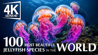 100 Most Beautiful Jellyfish Species In The World 4K - Witness Stunning Sea Life And Soothing Piano