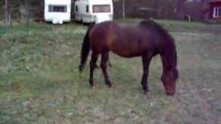 Corints foal 20080430