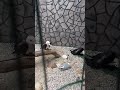 fragata