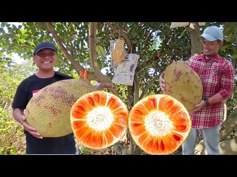 Menghitung keuntungan berkebun Nangka || Tekam Yellow J33 @getah.nangka Menghitung keuntungan berkebun Nangka || Tekam Yellow J33 @getah.nangka