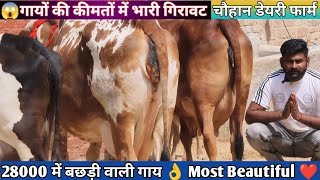 दिल खुश कर देने वाली गाय 🥰 Gadri Rathi साथ में बछड़ी 😱 28000 में खरीदो 🎉 7 Sahiwal Rathi Tharparkar