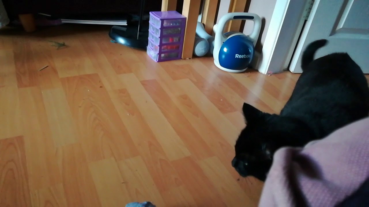 My Cat Going Psycho And Camera Shy YouTube