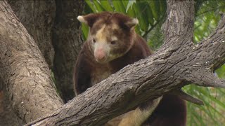 Zoo Day | Tree Kangaroos at the San Diego Zoo Safari Park