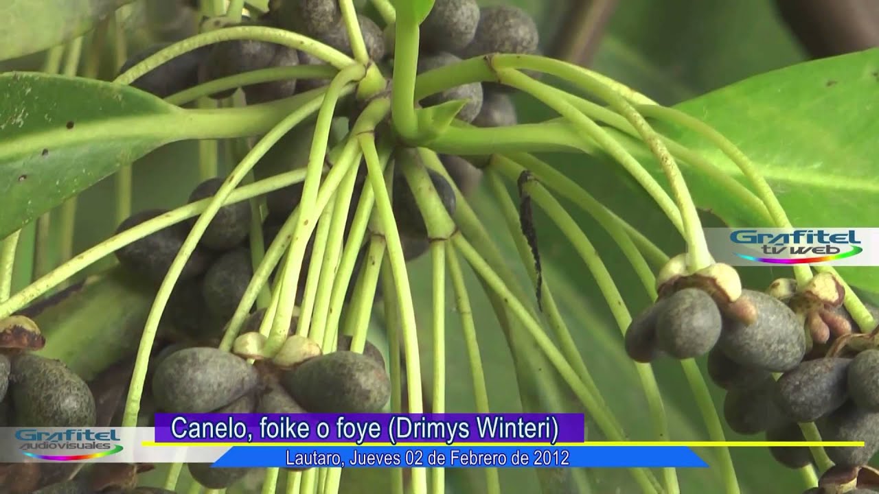 Canelo, Foike, Foye, (Drimys Winteri)