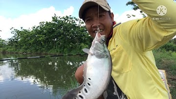 Câu cá thác lác cườm và mồi siu nhạy/ Tài Nhà Quê