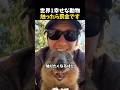 触ったらダメって知ってた?この可愛すぎる動物
