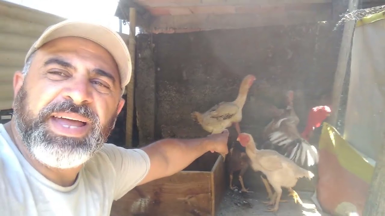 MENTIRAS NA CRIAÇÃO DE GALINHAS ÍNDIO GIGANTE