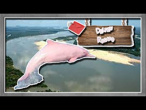 Amazon river dolphin |A Surrealist Cetacean from South America| (Animals of the World) | Request |