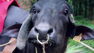 Costa Rica 2019 Vision Division Travel