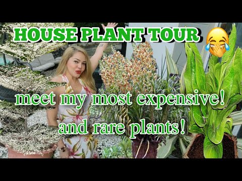 ETHEL BOOBA VLOG#125  MY FIRST EVER HOUSE PLANT TOUR + RARE AND EXPENSIVE PLANTS KABOG ANG PLANTS KO