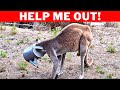 15 Timas Animals Asked Humans For Help