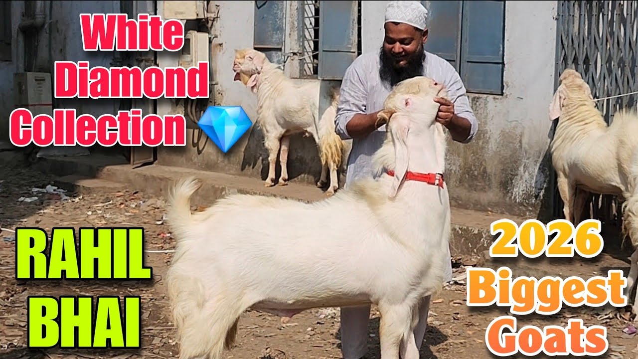 White Diamond 💎 😍 Biggest Goat At RAHIL BHAI | Khubsurat Gulabi Bakre In Bhiwandi 