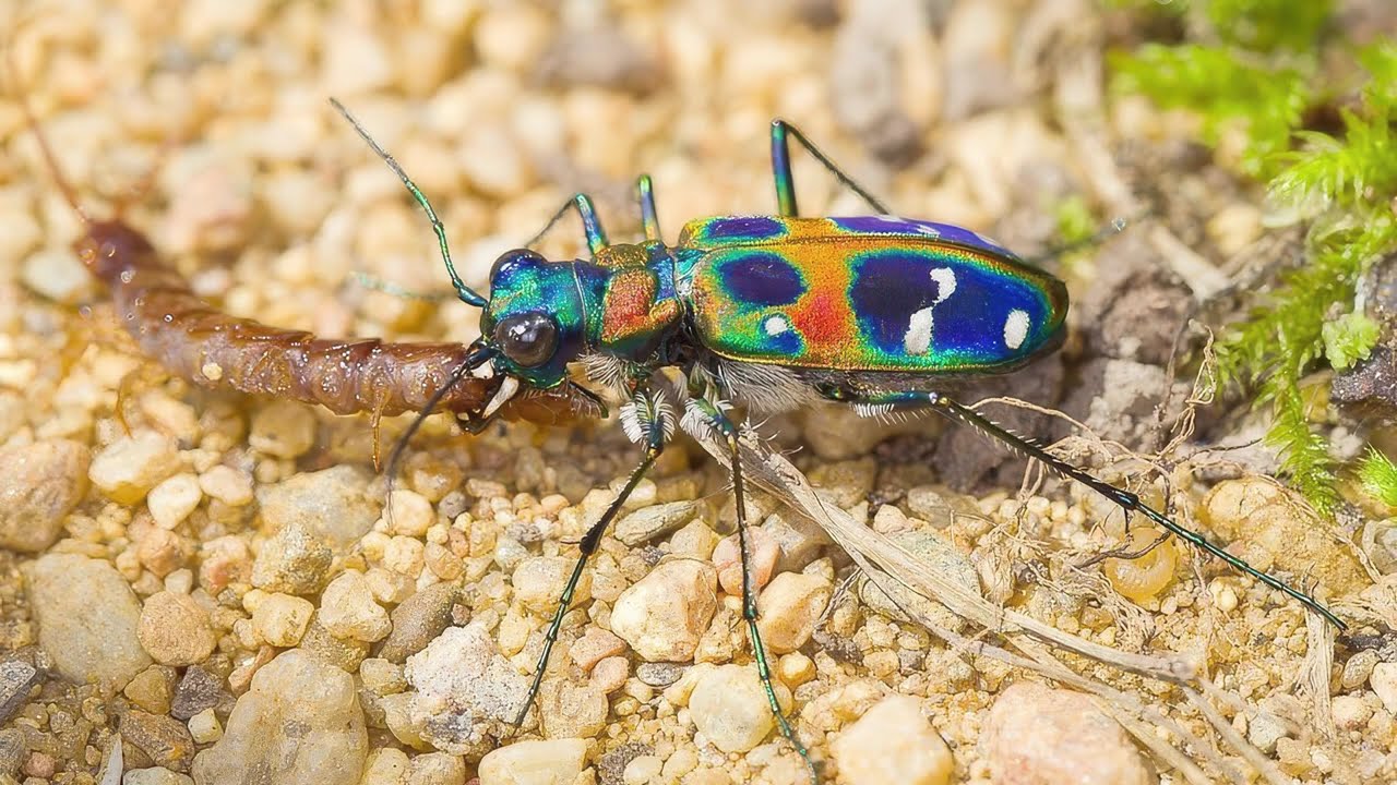 How they eat Tiger Beetles, Cicindelidae