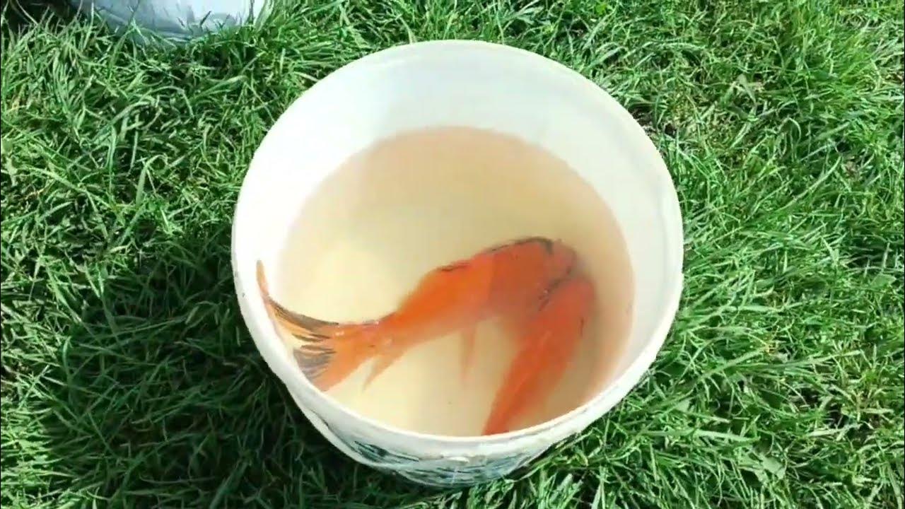 Золотий карась😲😲😲Річка Сула - YouTube