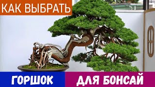 Как выбрать горшок для бонсай