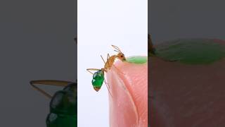 Ant Drinking Green Nectar From My Finger