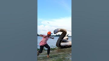 Anaconda Snake in real life P142 #shorts #short #snake #naagin #python #anaconda #snakes #bigsnake