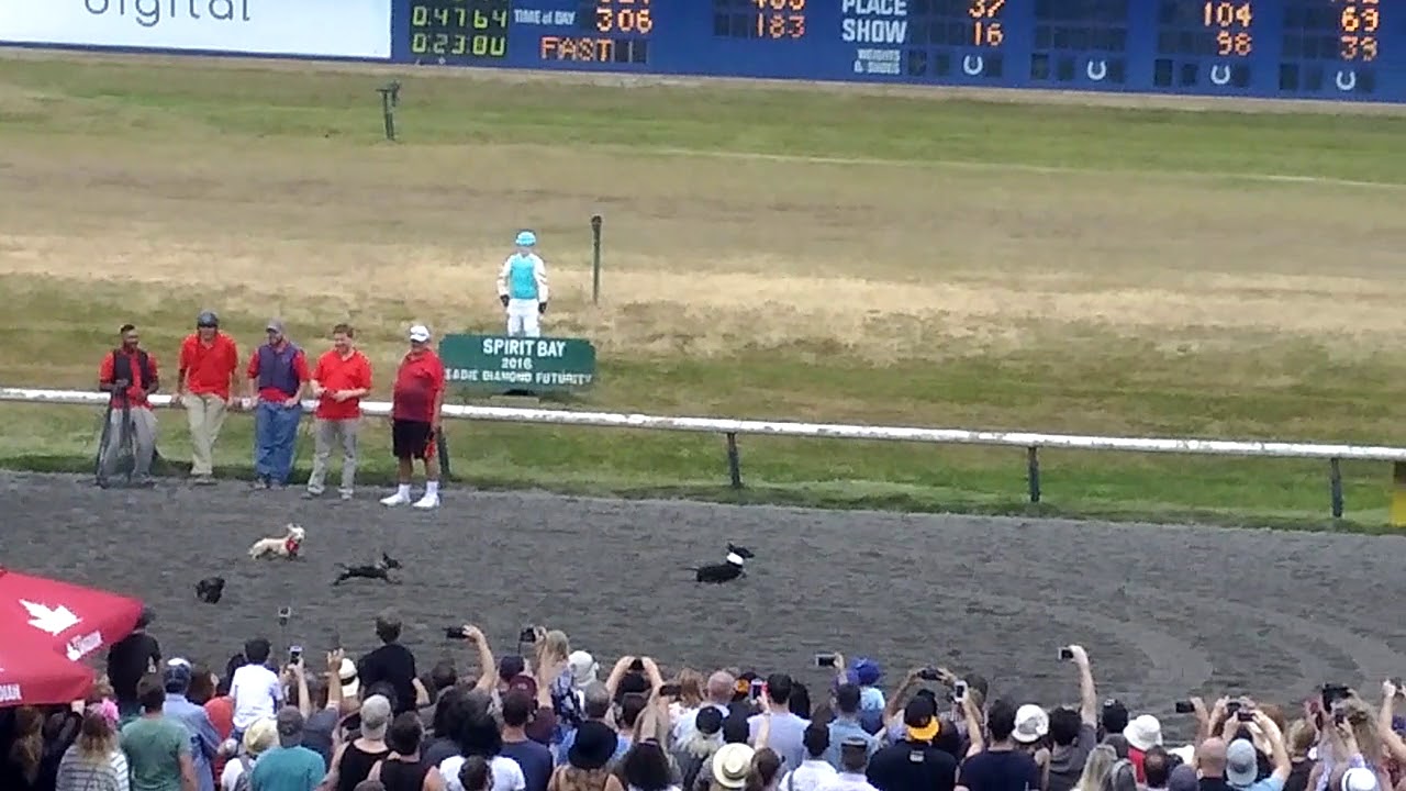 Weiner Dog Racing At Hastings Park Youtube