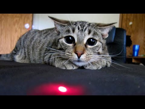 The FUNNIEST CATS & KITTENS on INTERNET 😺