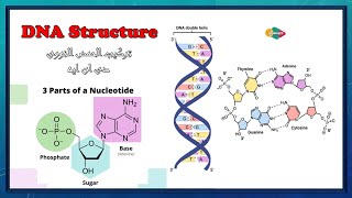 DNA Structure - شرح تركيب الحمض النووي DNA بالعربي (بيولوجيا جزيئية)