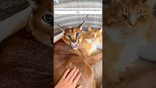 This family found an abandoned baby caracal cat #shorts
