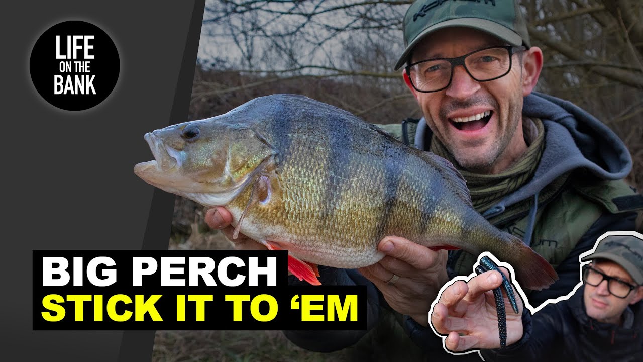 Catching BIG PERCH on Jerkbaits!!! 