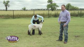 Setting a Show Lamb's Feet and Legs