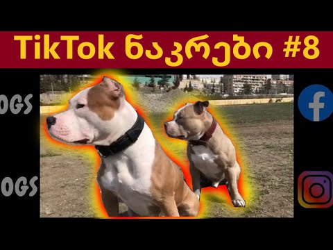 Tiktok ნაკრები #8 რენდომ ტიკტოკები @DavidAndDogs