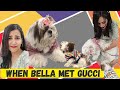 Why is my DOG so JEALOUS? Bella VS Gucci