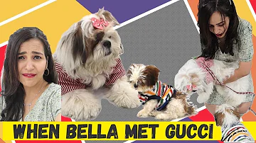 Why is my DOG so JEALOUS? Bella VS Gucci