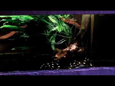 Stingrays vs. new Cryptocoryne aponogetifolia