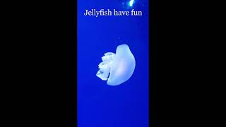 Jellyfish have fun ;)