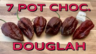 7 Pot Choc. Douglah Review Then Challenge Pods By Southshort Heat Works And Andrew Brown Boom