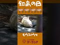 【飼育の日⑥】モウコノウマの蹄のために【ズーラシア公式】#shorts