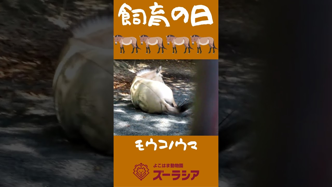 【飼育の日⑥】モウコノウマの蹄のために【ズーラシア公式】#shorts