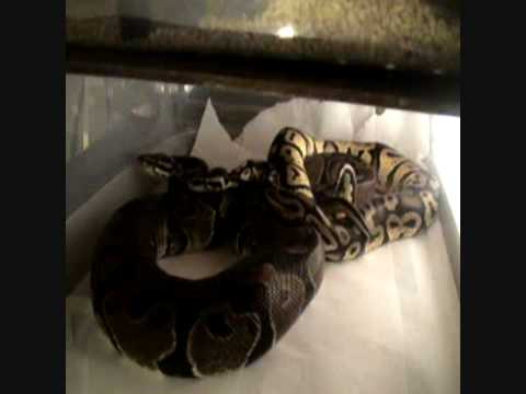 Pastel x Normal