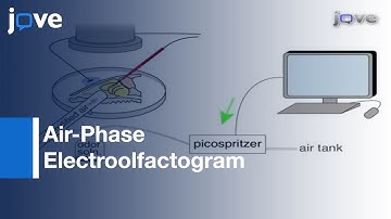 Analyzing Responses: Mouse Olfactory Sensory Neurons l Protocol Preview