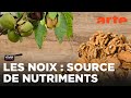 Découverte des noix dans le Dauphiné 🌰