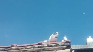 Easyjet G-Ezrj Budapest-Berlin Ezy36Md