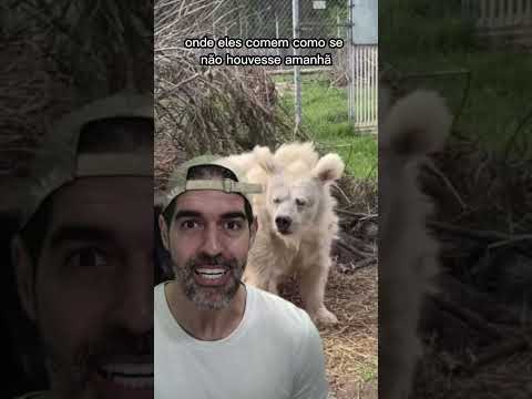 Vídeo: Você pode acordar um urso da hibernação?