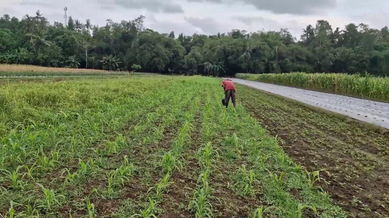 SMART FARMERS SPREAD FERTILIZER ON CORN FIELDS USING SIMPLE TRADITIONAL METHODS!-Agriculture Farming
