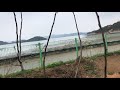 Fig Tree Frogs In Korea