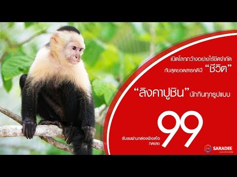 วีดีโอ: ลิงคาปูชินกินอะไร?