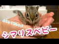 シマリスの赤ちゃんをお迎えしたらこんな感じです！！！