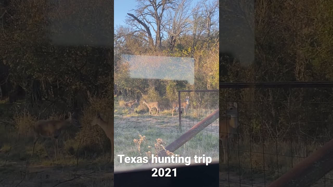 2021 Texas Hunting Trip. We saw several whitetail deer and had a lot of fun! YouTube