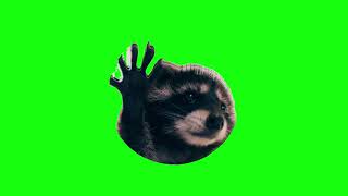 Raccoon Dancing in a Circle | Green Screen